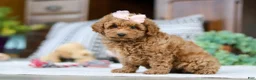 Miniature Poodle dogs for sale: Linda - Ad 1