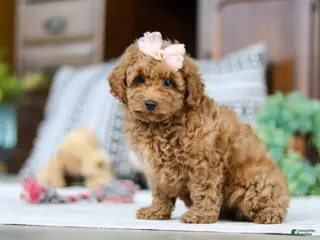 Miniature Poodle dogs Linda - Ad 18