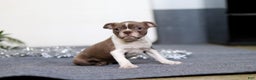 Boston Terrier dogs for sale: Harrison - Ad 4