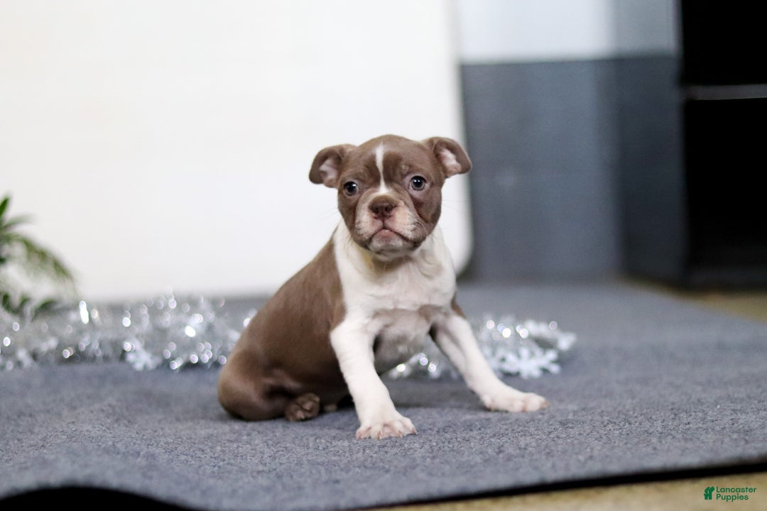 Boston Terrier dogs for sale: Harrison - Ad 4