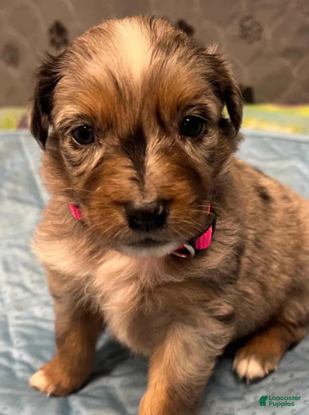 Australian Shepherd dogs for sale: Reba - Ad 2