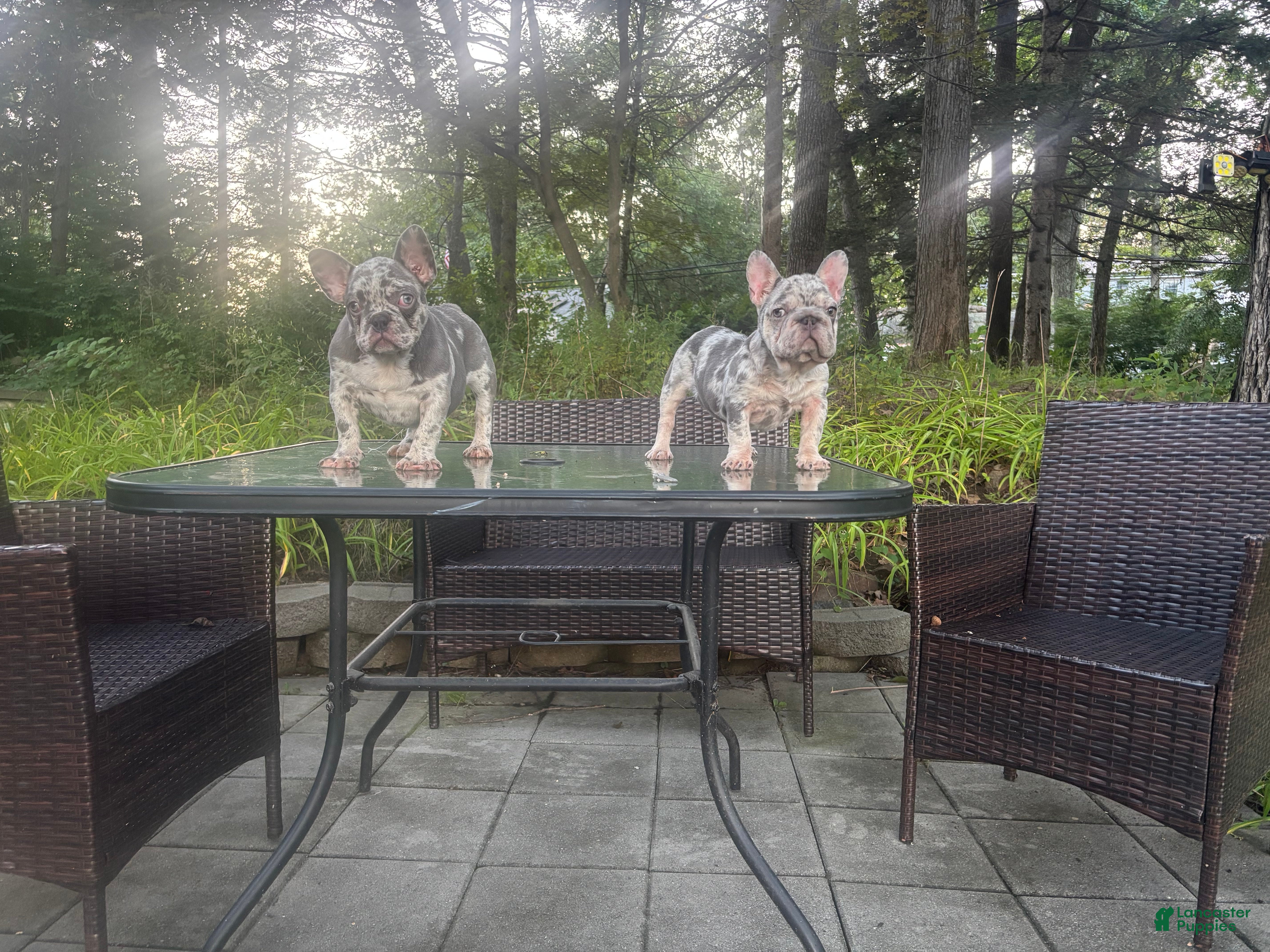 French Bulldog dogs for sale: French Bulldog 1 - Ad 2