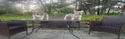 French Bulldog dogs for sale: French Bulldog 1 - Ad 1