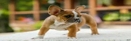 French Bulldog dogs for sale: Opal – Fawn/White - Ad 12