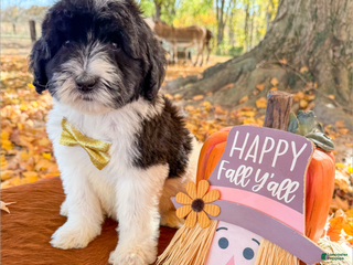 Saint Berdoodles dogs - Ad 14