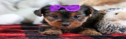 Yorkshire Terrier dogs for sale: CALLIE - Ad 12