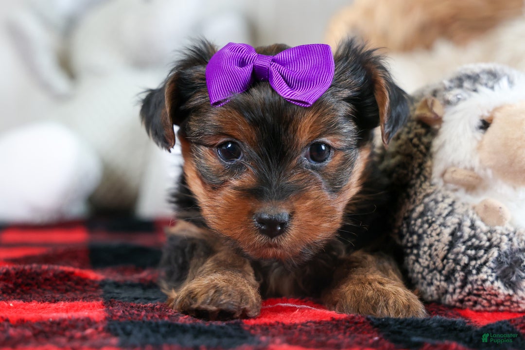 Yorkshire Terrier dogs for sale: CALLIE - Ad 12