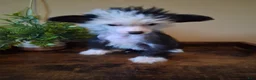 Chinese Crested dogs for sale: Flower - Ad 2