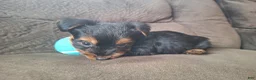 Yorkshire Terrier dogs for sale: Winston - Ad 2