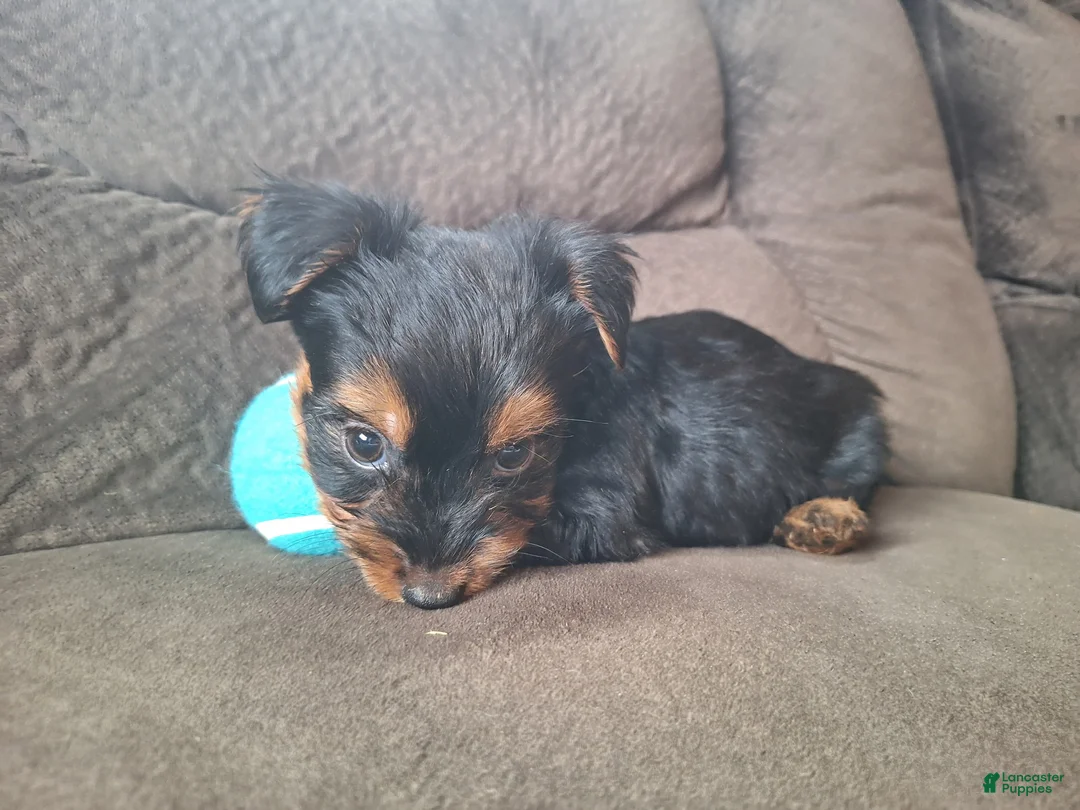 Yorkshire Terrier dogs for sale: Winston - Ad 2