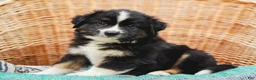 Miniature Australian Shepherd dogs for sale: Ranger - Ad 1