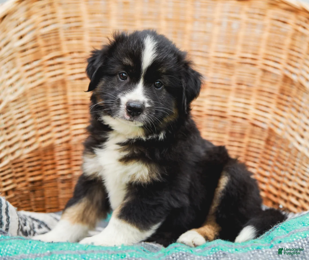 Miniature Australian Shepherd dogs for sale: Ranger - Ad 1