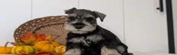 Miniature Schnauzer dogs for sale: Zoey - Ad 6