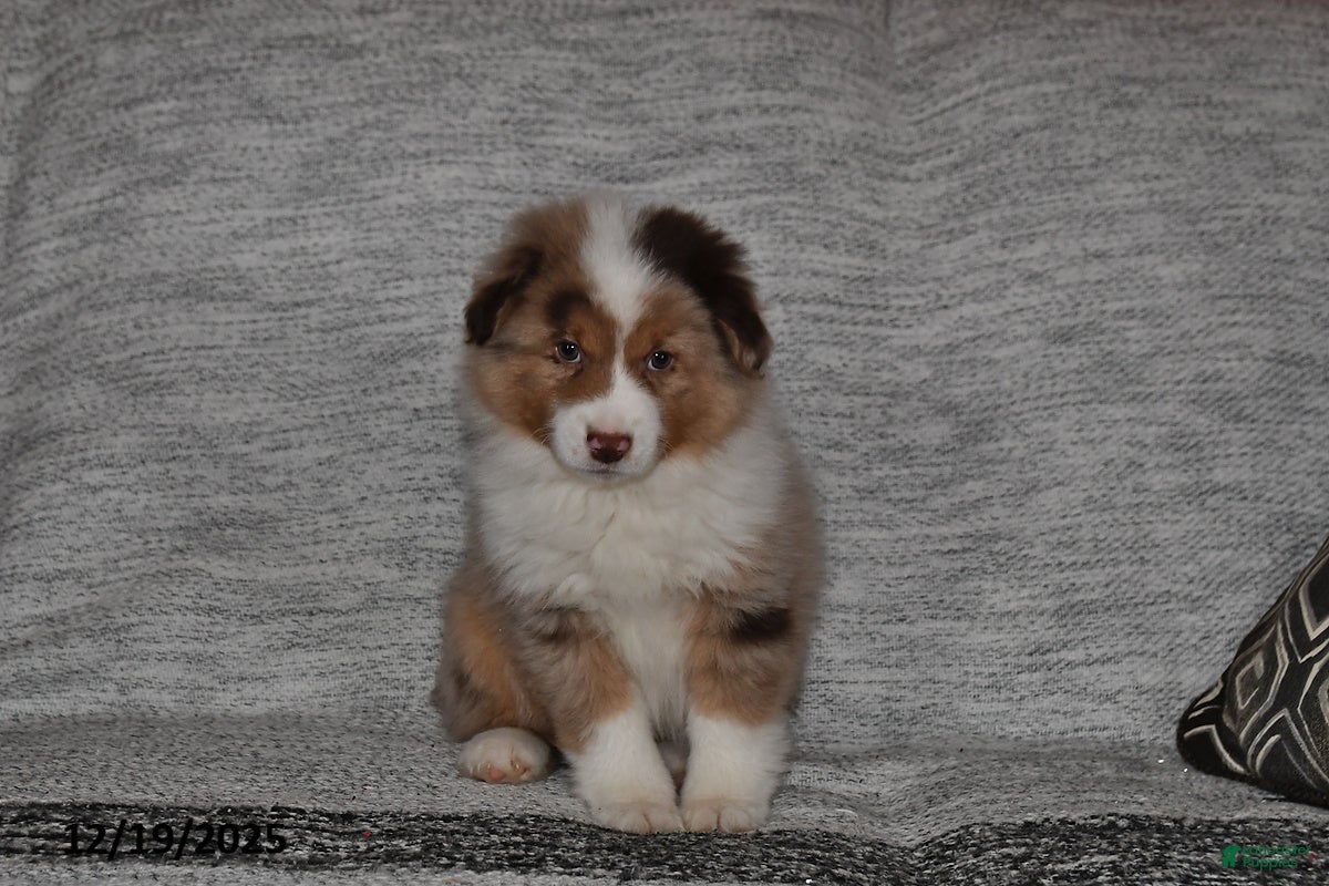 Miniature Australian Shepherd dogs Duke - Ad 16