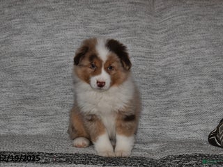 Miniature Australian Shepherd dogs Duke - Ad 16