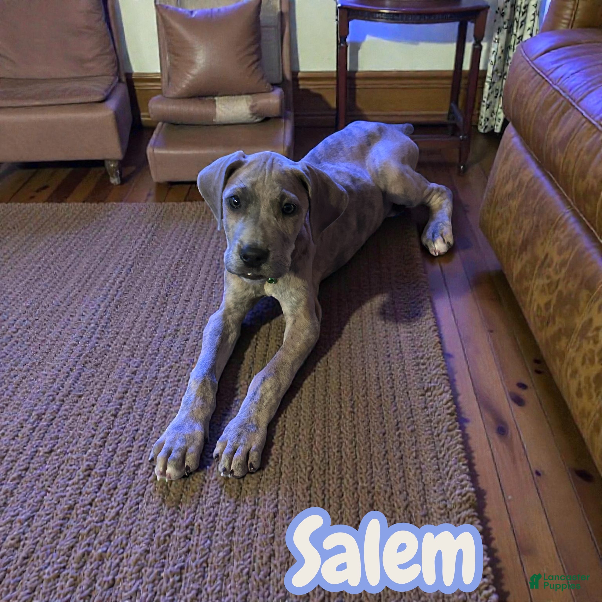 Great Dane dogs Salem - Ad 2