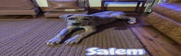 Great Dane dogs for sale: Salem - Ad 1