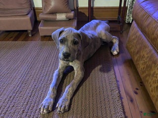 Great Dane dogs Salem - Ad 3