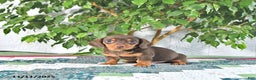 Miniature Dachshund dogs for sale: Bobby - Ad 1