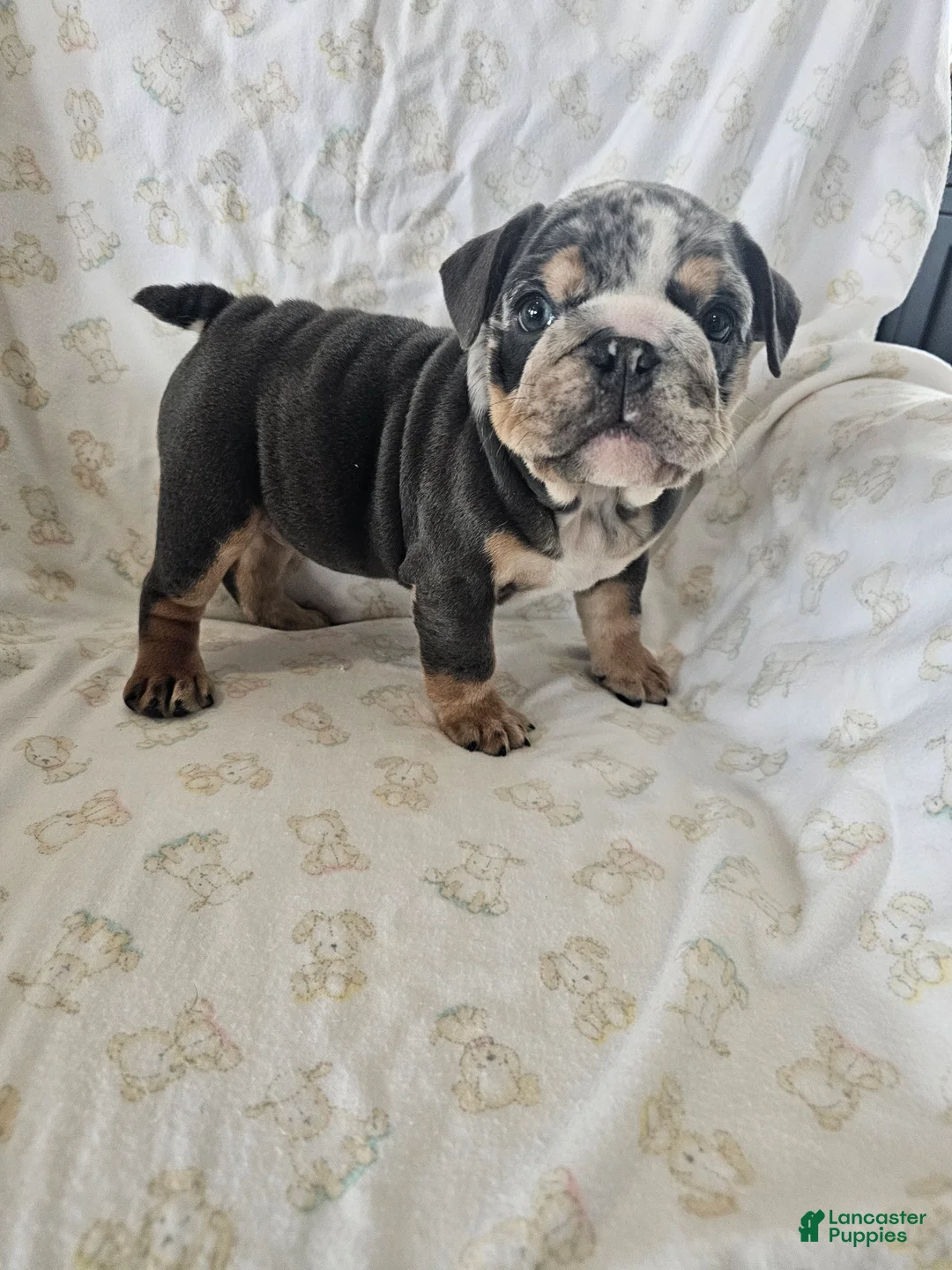 English Bulldog dogs for sale: English Bulldog Puppy 2 - Ad 3