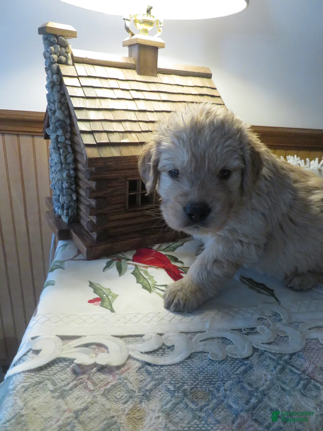 Golden Retriever dogs for sale: ANGEL GIRL - CHAMPION LINE - Ad 1