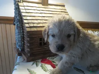 Golden Retriever dogs ANGEL GIRL - CHAMPION LINE - Ad 20