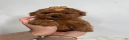 Toy Poodle dogs for sale: Tiny Lilly  - Ad 5
