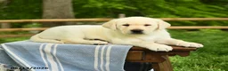 Labrador Retriever dogs for sale: Shogun - Ad 4