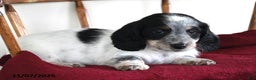 Miniature Dachshund dogs for sale: Domino - Ad 3