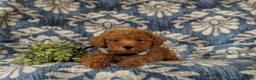 Maltipoo dogs for sale: Daeg - Ad 6