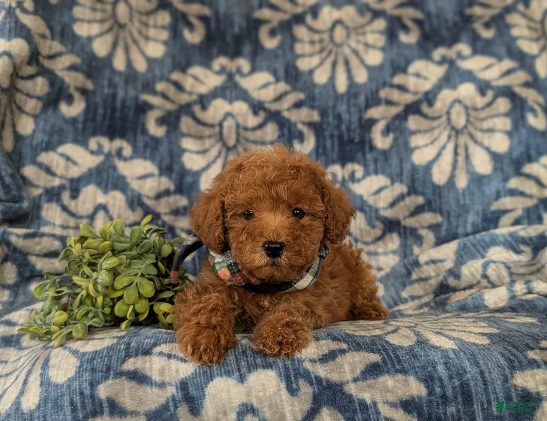 Maltipoo dogs for sale: Daeg - Ad 6