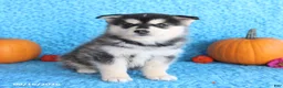 Pomsky dogs for sale: Theo - Ad 1