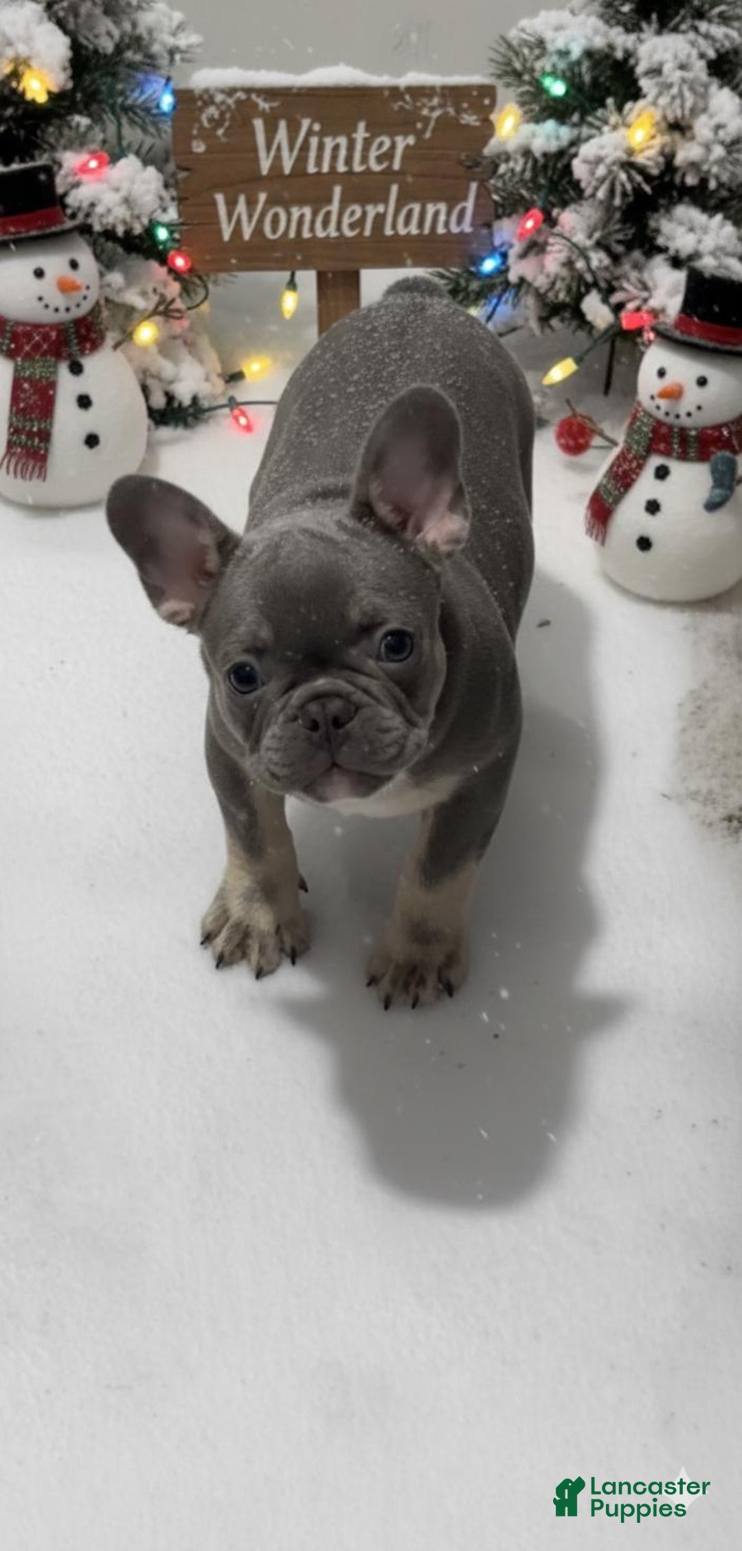French Bulldog dogs for sale: HARLIE - Ad 1