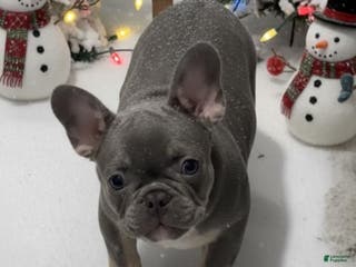French Bulldog dogs HARLIE - Ad 20