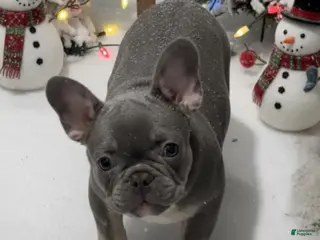 French Bulldog dogs HARLIE - Ad 38