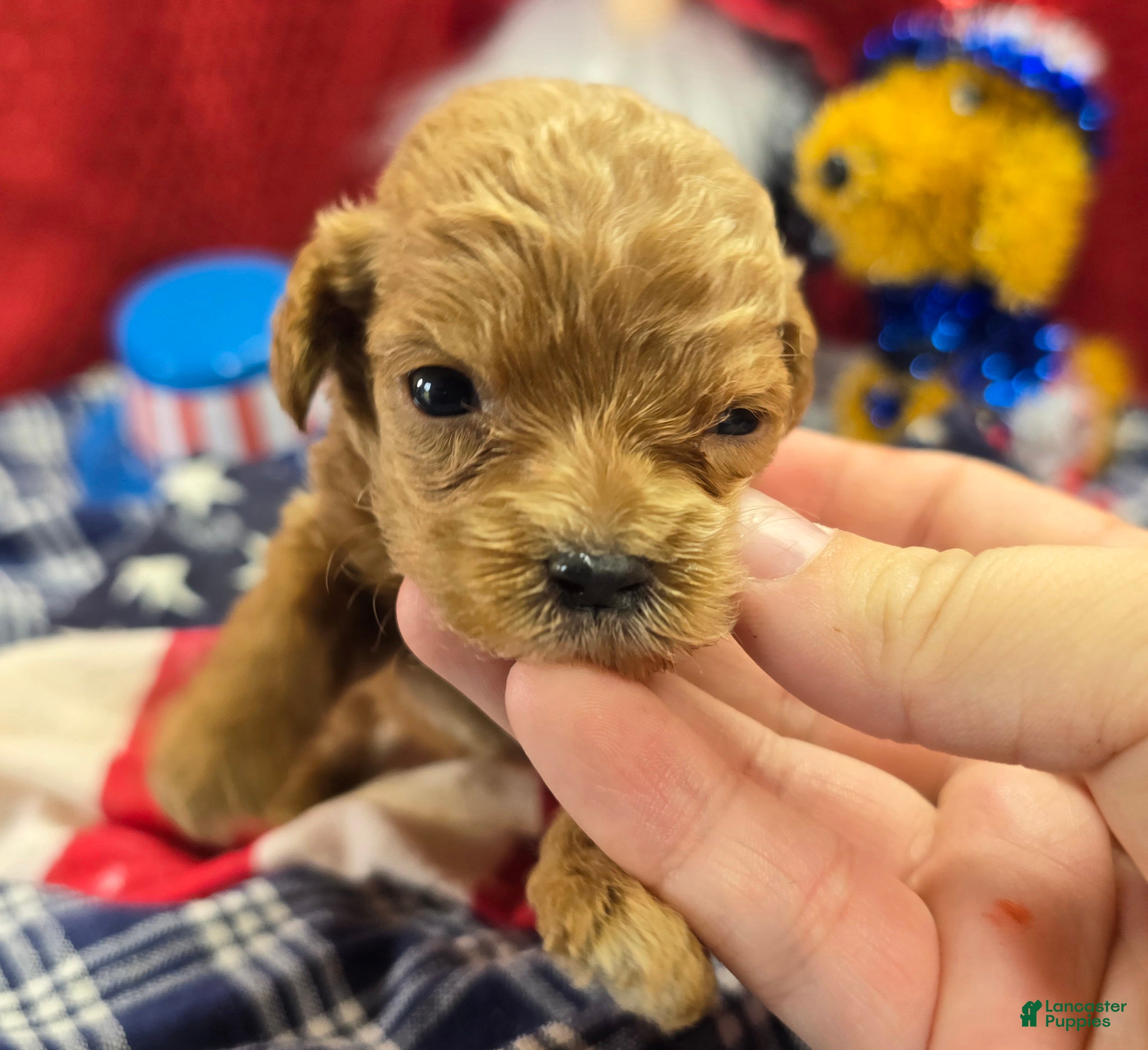 Cockapoo dogs Girdle - Ad 22