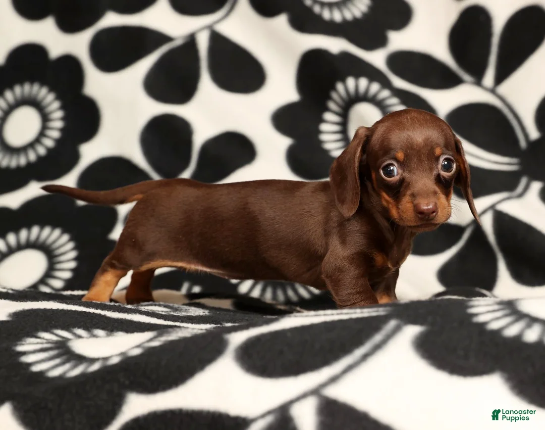 Miniature Dachshund dogs for sale: Rhoda - Ad 5