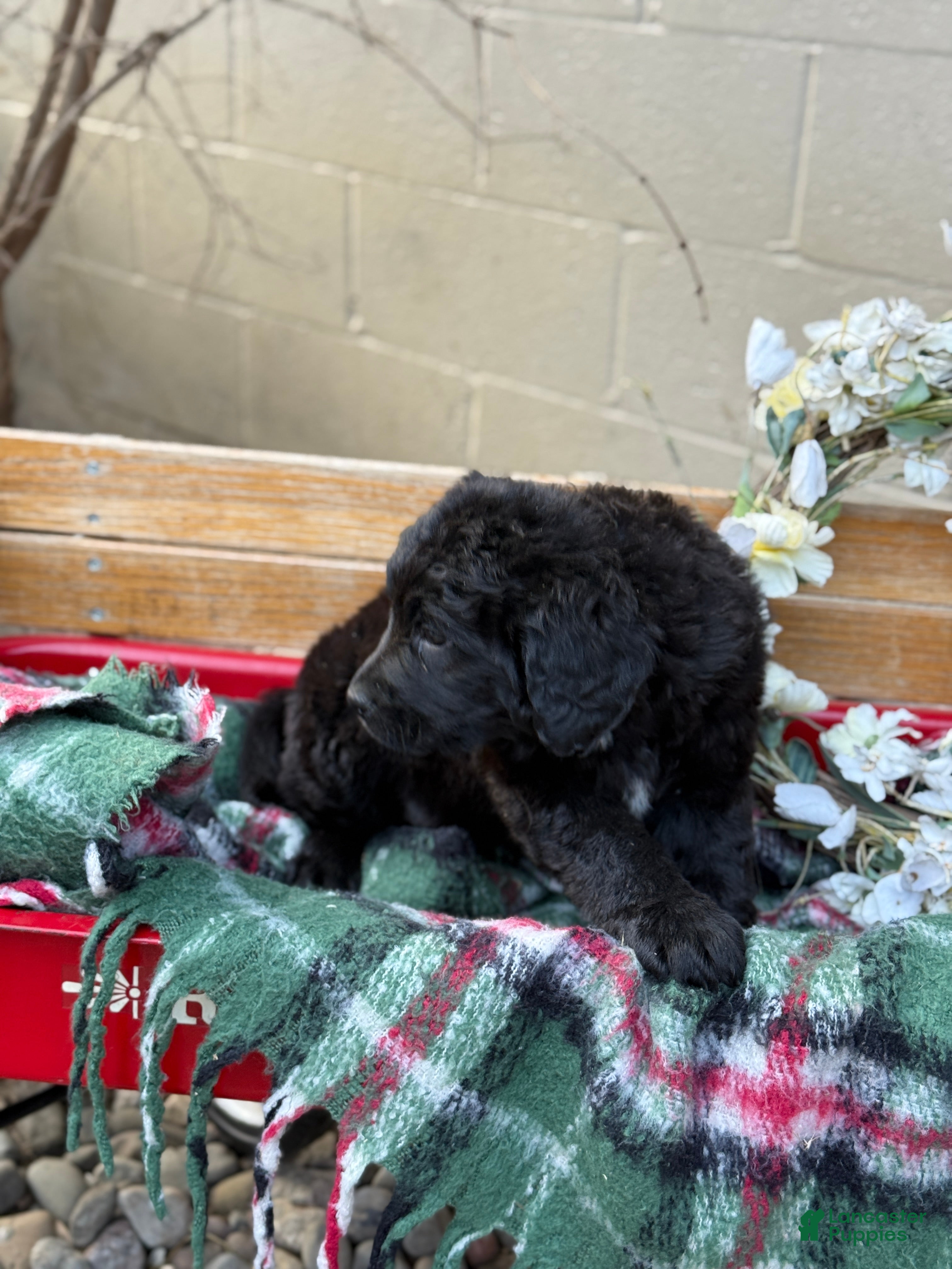 Mixed Breed dogs Rumi - Ad 2