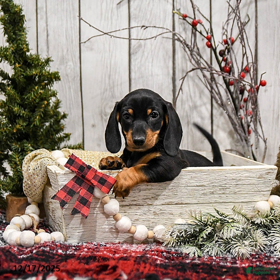 Miniature Dachshund dogs Winnie - Ad 22