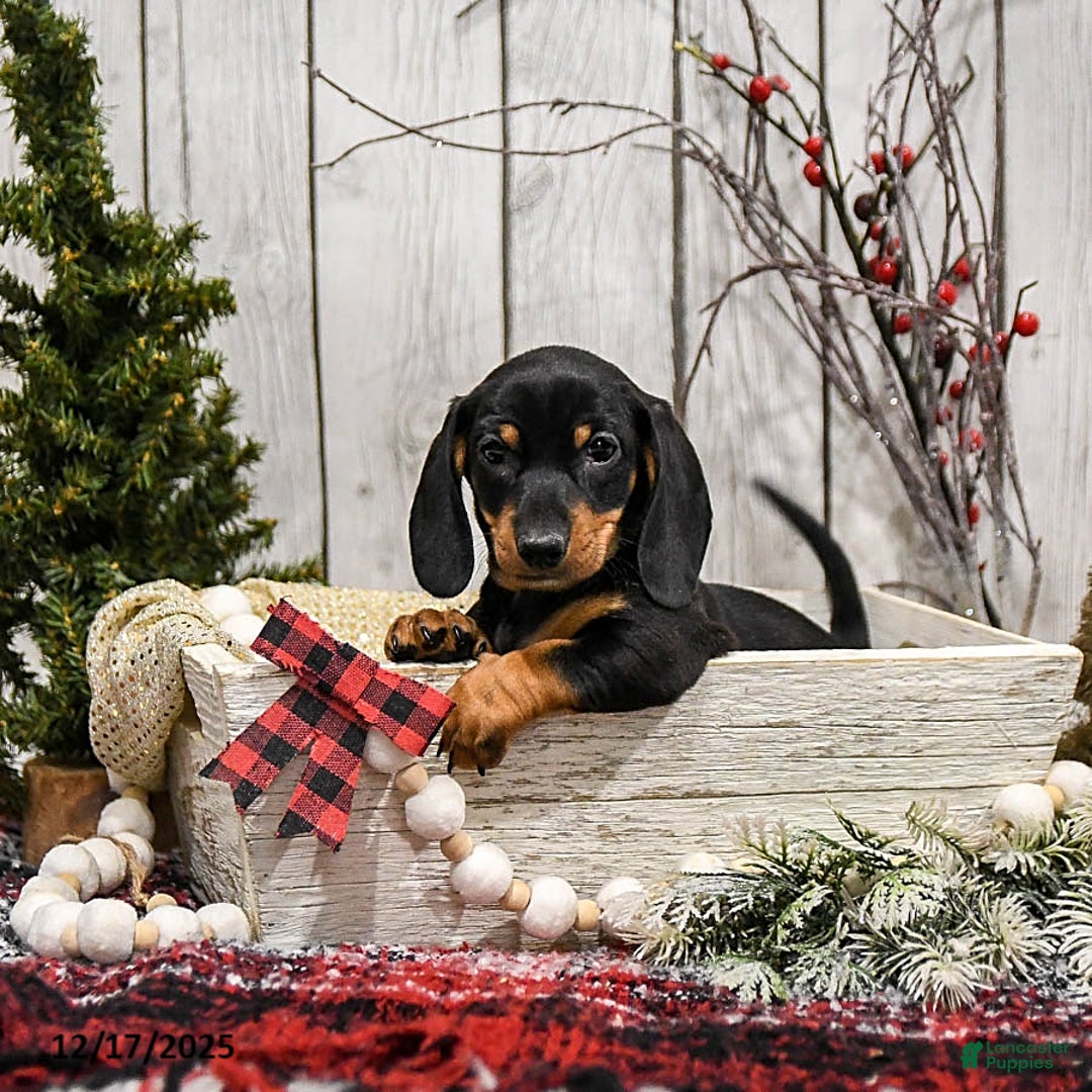 Miniature Dachshund dogs for sale: Winnie - Ad 1