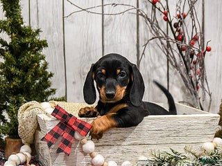 Miniature Dachshund dogs Winnie - Ad 25