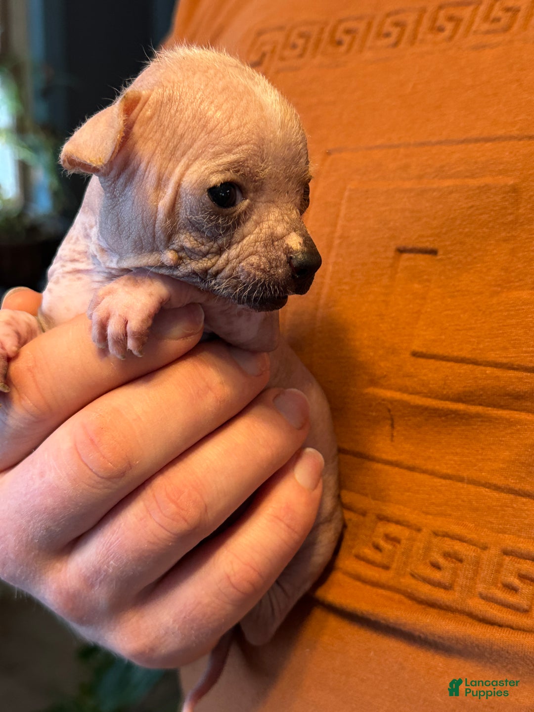 Mixed Breed dogs for sale: Princess  - Ad 7