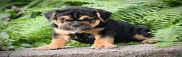 Beabull dogs for sale: Brooklyn - Ad 4