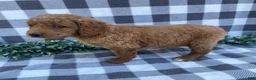 Mini Goldendoodle dogs for sale: Leo - Ad 3