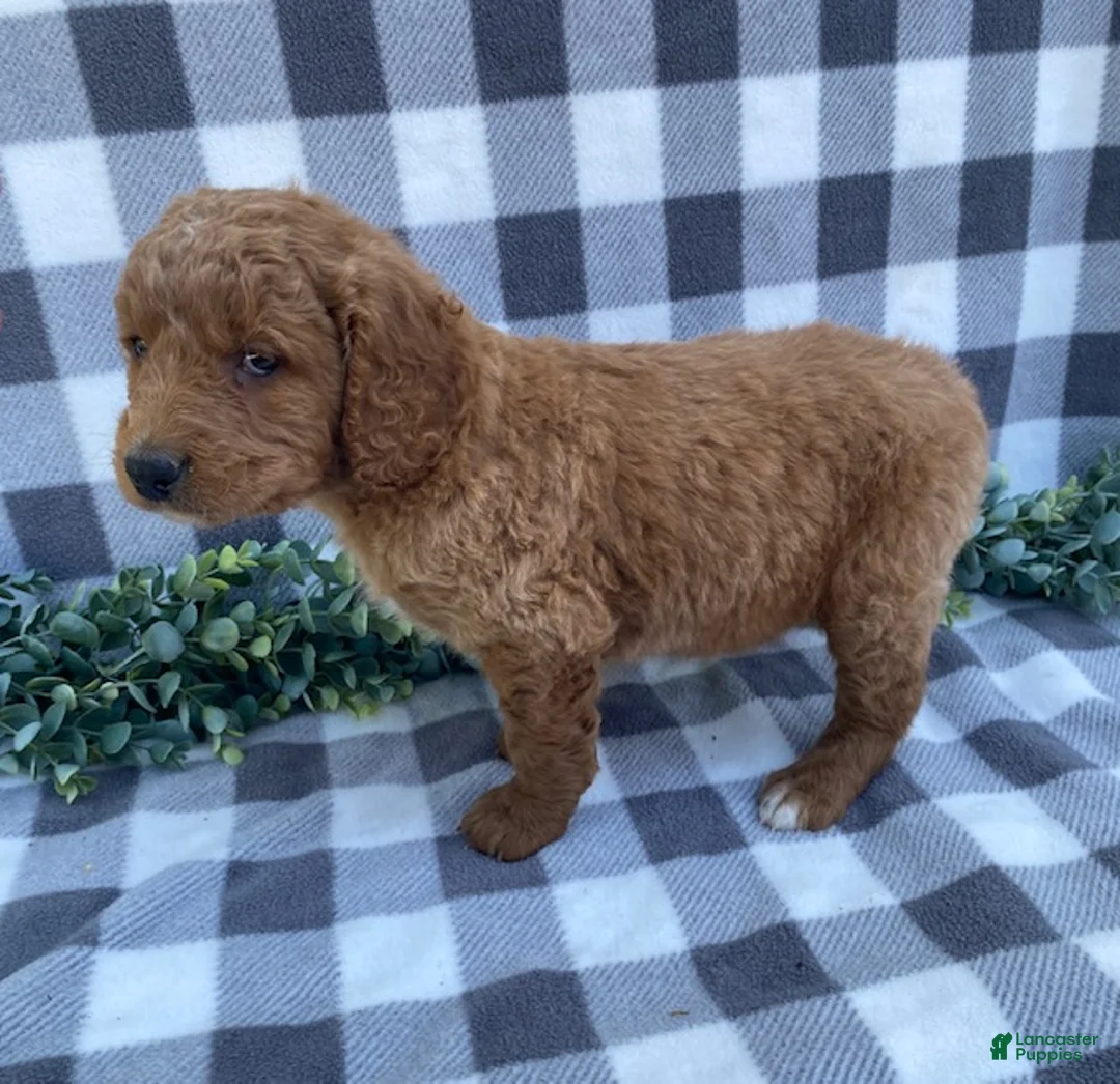 Mini Goldendoodle dogs for sale: Leo - Ad 3