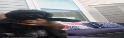 Toy Poodle dogs for sale: Toy Poodle- Nala - Ad 3