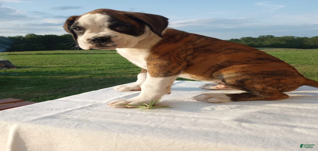 Gallery Image {{count}}