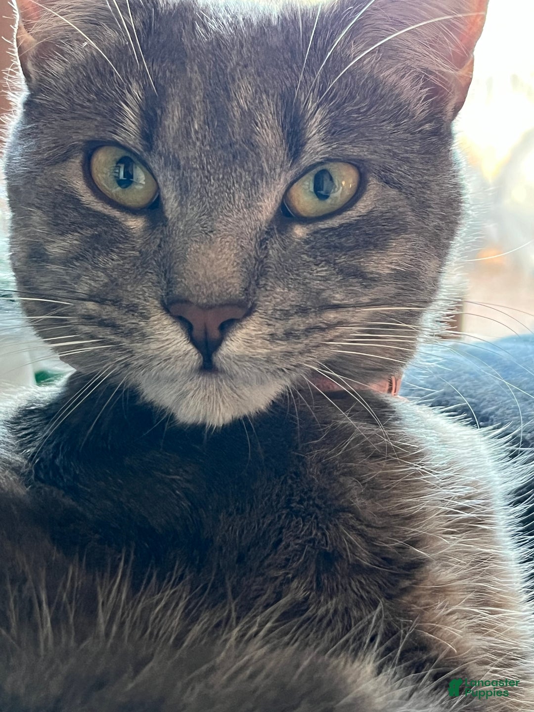 Mixed Breed dogs for sale: rosy - Ad 5