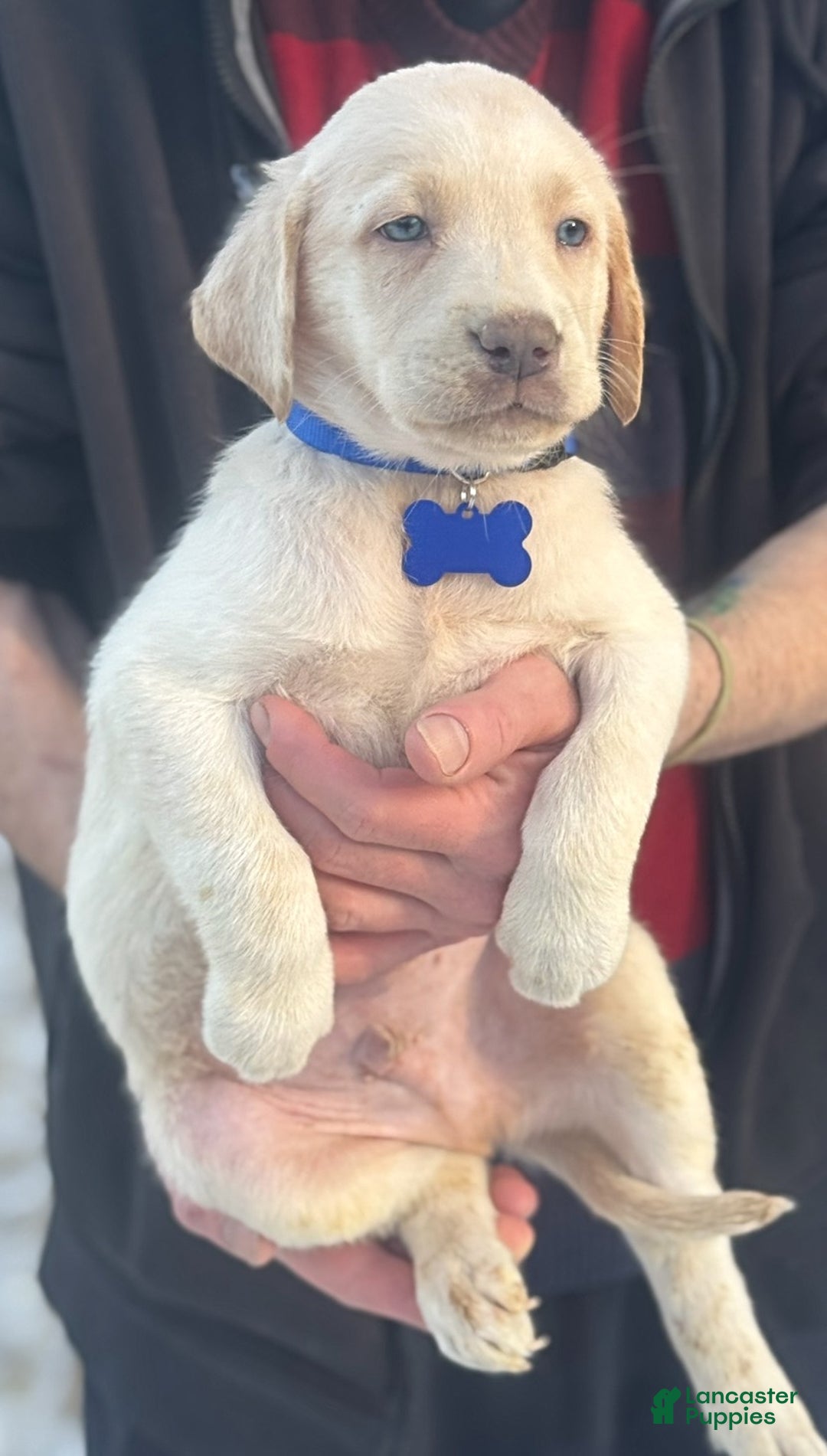 Labrador Retriever dogs for sale: Labrador Retriever Puppy 1 - Ad 19