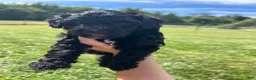 Mini Bernedoodle dogs for sale: Sprinkles - Ad 4